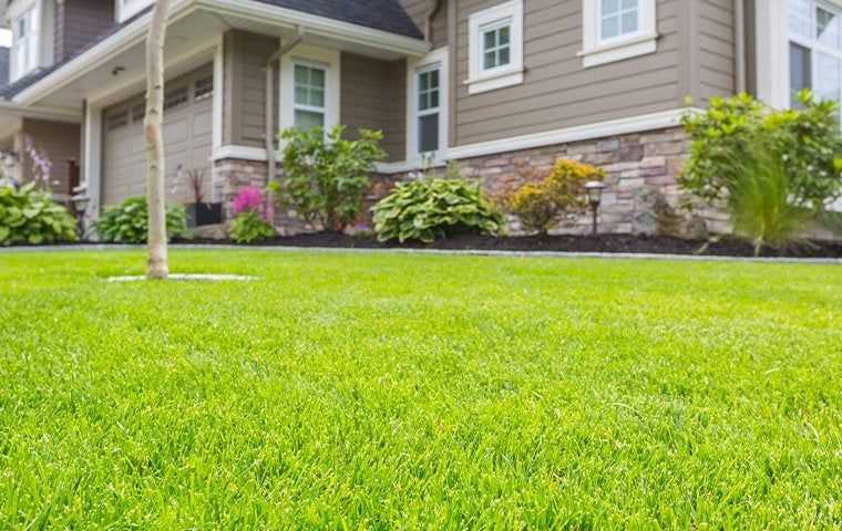 healthy lawn and landscaping next to home
